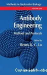 Antibody engineering